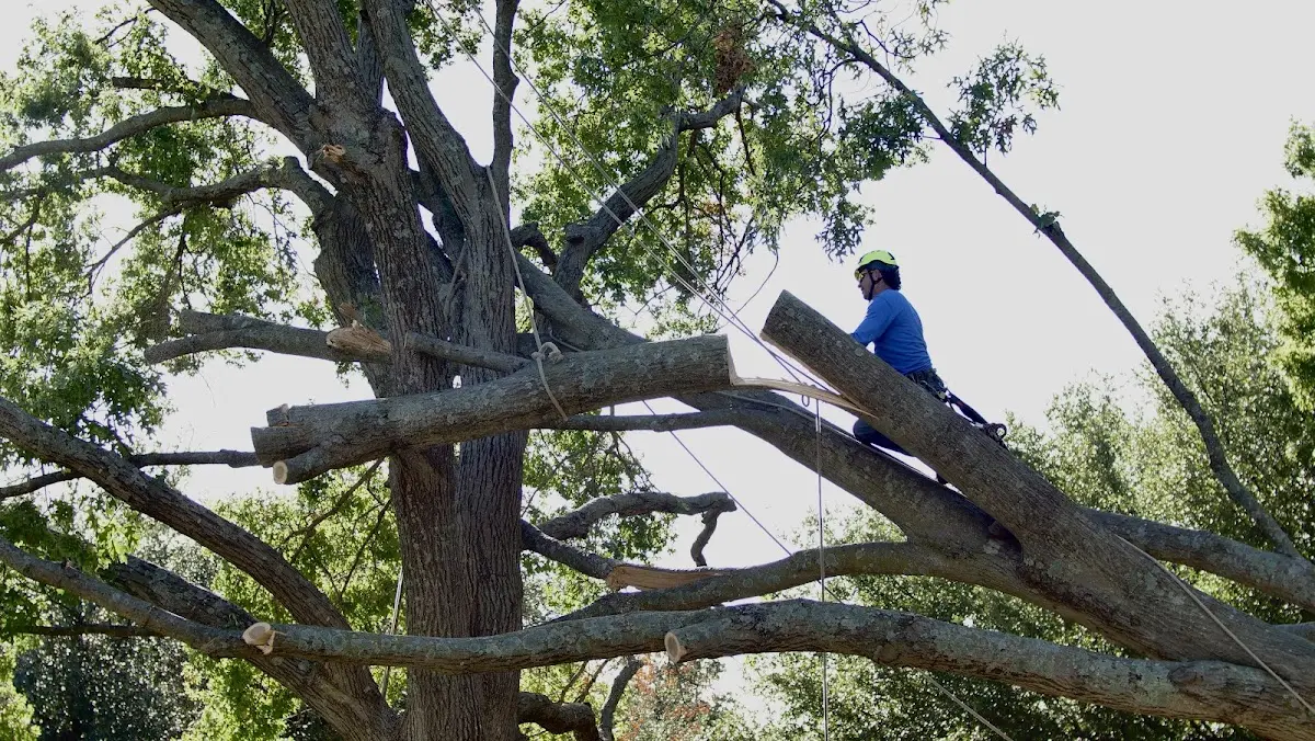 Professional Crown Thinning performed by certified arborists in Yellowstone National Park