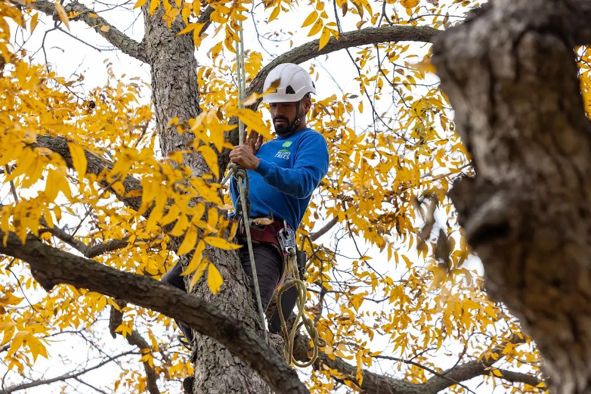 Skilled Tree Pruning crew working in Yellowstone National Park