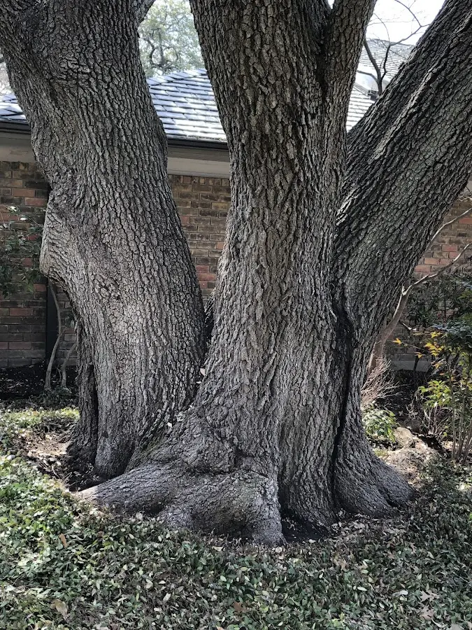 Mature heritage tree close to a Yellowstone National Park property cared for by certified arborists